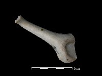 湯匙藏品圖，第2張