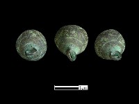 鈕子藏品圖，第3張