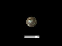 鈕子藏品圖，第3張