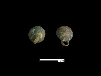 鈕子藏品圖，第1張