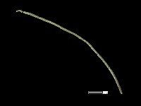 髮簪藏品圖，第1張