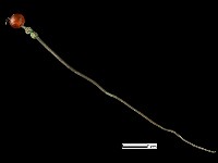 髮簪藏品圖，第1張