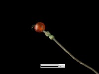 髮簪藏品圖，第3張