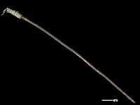 髮簪藏品圖，第2張