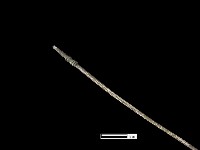 髮簪藏品圖，第2張