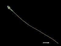 髮簪藏品圖，第1張