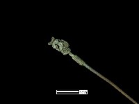 髮簪藏品圖，第2張