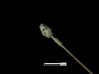 髮簪藏品圖，第3張