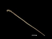 髮簪藏品圖，第1張