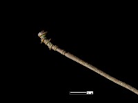 髮簪藏品圖，第3張