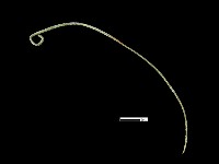 髮簪藏品圖，第1張