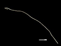 髮簪藏品圖，第2張