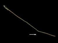 髮簪藏品圖，第3張