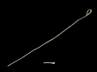 髮簪藏品圖，第2張