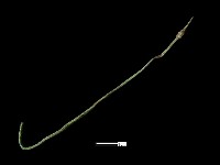 髮簪藏品圖，第2張