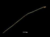 髮簪藏品圖，第1張