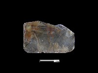 貝片藏品圖，第2張