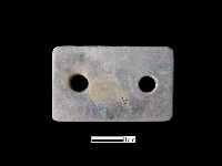 貝飾藏品圖，第2張