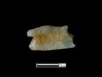 煙嘴藏品圖，第2張