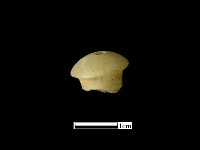 煙嘴藏品圖，第2張