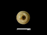 煙嘴藏品圖，第1張