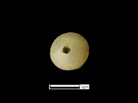 煙嘴藏品圖，第3張