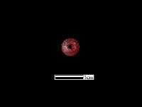 玻璃珠藏品圖，第2張