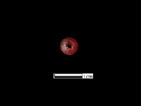 玻璃珠藏品圖，第1張