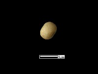 玉石珠藏品圖，第1張