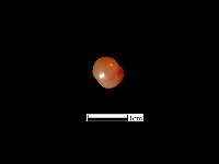 瑪瑙珠藏品圖，第1張