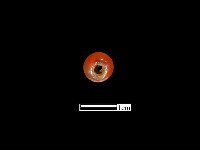 瑪瑙珠藏品圖，第2張