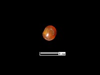 瑪瑙珠藏品圖，第3張