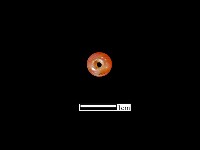 瑪瑙珠藏品圖，第1張