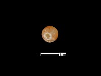 瑪瑙珠藏品圖，第1張