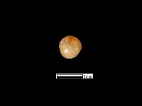 瑪瑙珠藏品圖，第2張