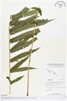 登錄號:BP00007藏品圖，第1張