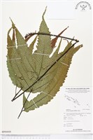 登錄號:BP00008藏品圖，第1張