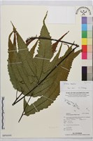 登錄號:BP00008藏品圖，第2張