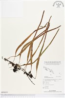 抱樹石葦藏品圖，第1張