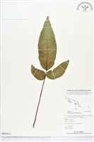 登錄號:BP00011藏品圖，第1張