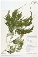 登錄號:BP00012藏品圖，第1張