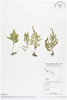 登錄號:BP00013藏品圖，第1張