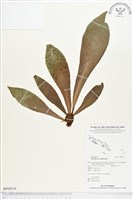 水芋葉車前、美葉車前蕨藏品圖，第1張