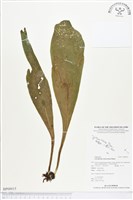 登錄號:BP00015藏品圖，第1張