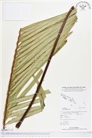 登錄號:BP00017藏品圖，第1張