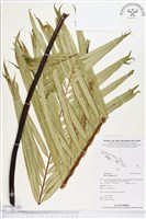 登錄號:BP00017藏品圖，第2張