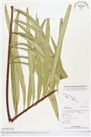 登錄號:BP00017藏品圖，第3張