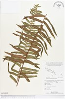 毛葉腎蕨藏品圖，第1張