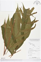 登錄號:BP00020藏品圖，第1張