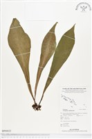 水芋葉車前、美葉車前蕨藏品圖，第1張